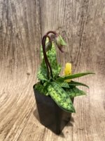 Double Spike Paphiopedilum barbatum v. nigritum 'pigmy' (2" pot) - Image 2