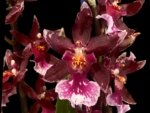 Quadruple Spikes - Oncidopsis (Burrageara or Oncidium) 'Barrocco (3.5" pot)