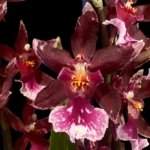 Quadruple Spikes - Oncidopsis (Burrageara or Oncidium) 'Barrocco (3.5" pot)