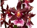 Quadruple Spikes - Oncidopsis (Burrageara or Oncidium) 'Barrocco (3.5" pot) - Image 2