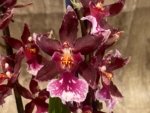 Quadruple Spikes - Oncidopsis (Burrageara or Oncidium) 'Barrocco (3.5" pot) - Image 3