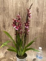 5 Spikes - Oncidopsis (Burrageara or Oncidium) 'Barrocco (3.5" pot) - Image 6