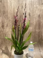 Quadruple Spikes - Oncidopsis (Burrageara or Oncidium) 'Barrocco (3.5" pot) - Image 6