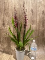 Quadruple Spikes - Oncidopsis (Burrageara or Oncidium) 'Barrocco (3.5" pot) - Image 7