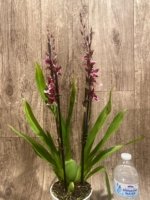 Quadruple Spikes - Oncidopsis (Burrageara or Oncidium) 'Barrocco (3.5" pot) - Image 8