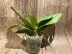 In Spike Mystery Phalaenopsis (4.5" pot) - Image 3