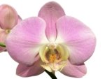 Double Spikes Phalaenopsis Taisuco Wonder (4.5" pot) - Image 2