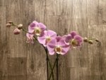 Double Spikes Phalaenopsis Taisuco Wonder (4.5" pot) - Image 5