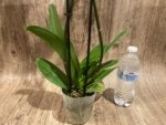 Double Spikes Phalaenopsis Taisuco Wonder (4.5" pot) - Image 9