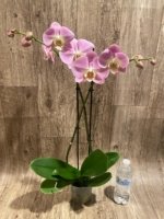 Double Spikes Phalaenopsis Taisuco Wonder (4.5" pot) - Image 8