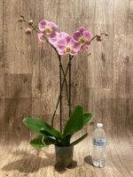 Double Spikes Phalaenopsis Taisuco Wonder (4.5" pot) - Image 7