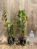 In Buds Dendrobium Dawn Maree x Peng Seng Tall Canes  (3.5” Pot) - Image 4