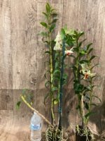 In Buds Dendrobium Dawn Maree x Peng Seng Tall Canes  (3.5” Pot) - Image 9