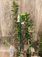 In Buds Dendrobium Dawn Maree x Peng Seng Tall Canes  (3.5” Pot) - Image 8