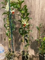 In Buds Dendrobium Dawn Maree x Peng Seng Tall Canes  (3.5” Pot) - Image 5