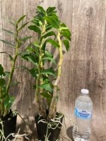 In Buds Dendrobium Dawn Maree x Peng Seng Tall Canes  (3.5” Pot) - Image 10