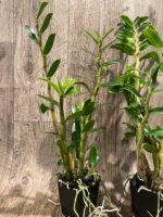 In Buds Dendrobium Dawn Maree x Peng Seng Tall Canes  (3.5” Pot) - Image 6