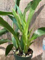 In Spike Zygolum Louisendorf 'Rhein Moonlight' (3.5" pot) - Image 2