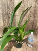 In Spike Zygolum Louisendorf 'Rhein Moonlight' (3.5" pot) - Image 5