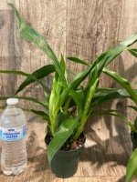 Double Spikes Zygolum Louisendorf 'Rhein Moonlight' (3.5" pot) - Image 4