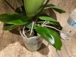 Triple Spikes Mystery Phalaenopsis With 2 Keiki (4.5" pot) - Image 6