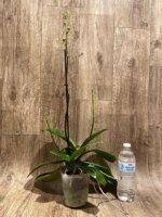 Triple Spikes Mystery Phalaenopsis With 2 Keiki (4.5" pot) - Image 2