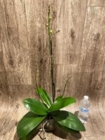 Triple Spikes Mystery Phalaenopsis With 2 Keiki (4.5" pot) - Image 3