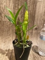 Fragrant - Dendrobium Lady Moon 'Romeo' (4” pot) - Image 5