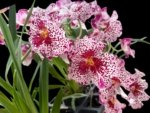 Double Spikes Miltoniopsis Breathless ‘Fireworks’ (3.5" Pot)