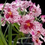Double Spikes Miltoniopsis Breathless ‘Fireworks’ (3.5" Pot)