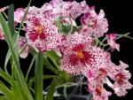 In Spikes Miltoniopsis Breathless ‘Fireworks’ (3.5" Pot)