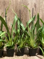 In Spikes Miltoniopsis Breathless ‘Fireworks’ (3.5" Pot) - Image 6