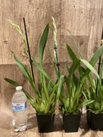 In Spikes Miltoniopsis Breathless ‘Fireworks’ (3.5" Pot) - Image 5