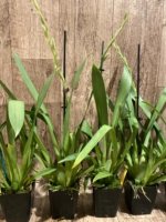 In Spikes Miltoniopsis Breathless ‘Fireworks’ (3.5" Pot) - Image 8