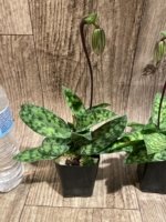 In Spike Paphiopedilum Barbato-Purpuratum (barbatum x purpuratum) (2" pot) - Image 6