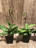 In Spike Paphiopedilum Barbato-Purpuratum (barbatum x purpuratum) (2" pot) - Image 7