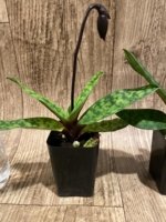 In Spike Paphiopedilum QF Wainani x barbatum (2" pot) - Image 3