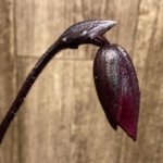 In Spike Paphiopedilum QF Wainani x barbatum (2" pot)