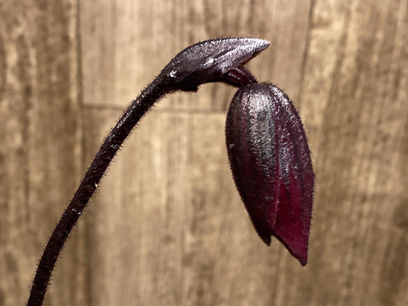 il_fullxfull.7900371786_3s68.jpg In Spike Paphiopedilum QF Wainani x barbatum (2" pot) - Image 1