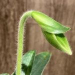In Spike Paphiopedilum fowllel alba x villosum v. aibum (2" pot)