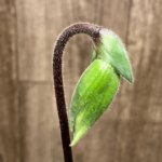 In Spike Paphiopedilum William Lewis (Death Poem x Magical Contrasts)(2" pot)