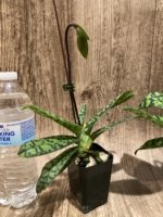 In Spike Paphiopedilum William Lewis (Death Poem x Magical Contrasts)(2" pot) - Image 5