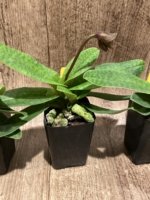 In Spike Paphiopedilum fairrieanum v. album 'Green Satin' × 'Toteum' x fowllei album (2” pot) - Image 6