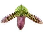 In Spike Paphiopedilum Chiara (Iawrenceanum v. hyeanum x sukhakulii) (2” Pot) - Image 3