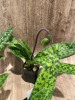 In Spike Paphiopedilum Chiara (Iawrenceanum v. hyeanum x sukhakulii) (2” Pot) - Image 4