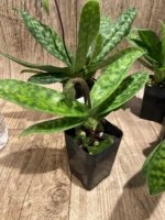 In Spike Paphiopedilum Chiara (Iawrenceanum v. hyeanum x sukhakulii) (2” Pot) - Image 6