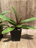 Paphiopedilum QF Lorrafairrie (Lorraines Pride x fairrieanum) BS (3.5” pot) - Image 5