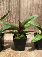 Paphiopedilum QF Lorrafairrie (Lorraines Pride x fairrieanum) BS (3.5” pot) - Image 6