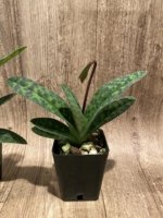 In Spike/ Bud Paphiopedilum Eustaceanum (argus x superbiens v. curtisii) (3.5” pot) - Image 4