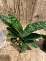 In Spike/ Bud Paphiopedilum Eustaceanum (argus x superbiens v. curtisii) (3.5” pot) - Image 5